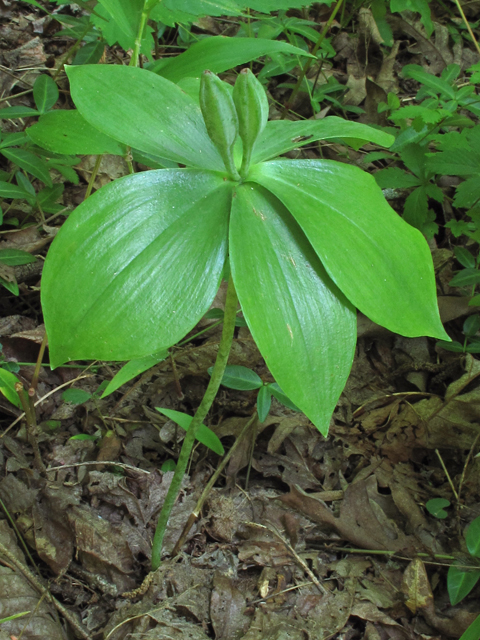 Isotria medeoloides (Small whorled pogonia) #42322