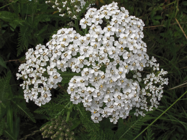 Achillea millefolium (Common yarrow) #42332