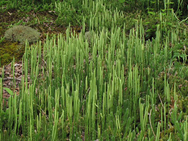 Lycopodium clavatum (Running clubmoss) #42347