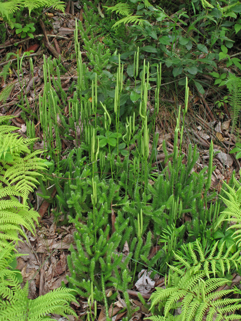 Lycopodium clavatum (Running clubmoss) #42348