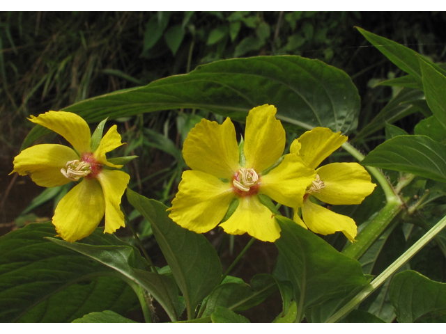 Lysimachia ciliata (Fringed loosestrife) #42355