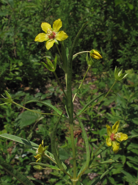 Lysimachia lanceolata (Lanceleaf loosestrife) #42357