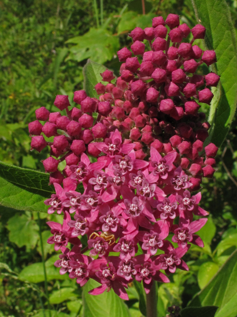 Asclepias incarnata ssp. pulchra (Swamp milkweed) #42366