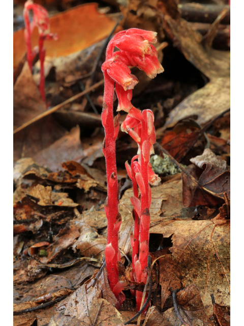 Monotropa hypopitys (Pinesap) #42526