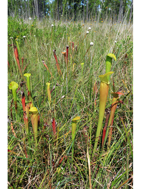 Sarracenia alata (Yellow trumpets) #42535