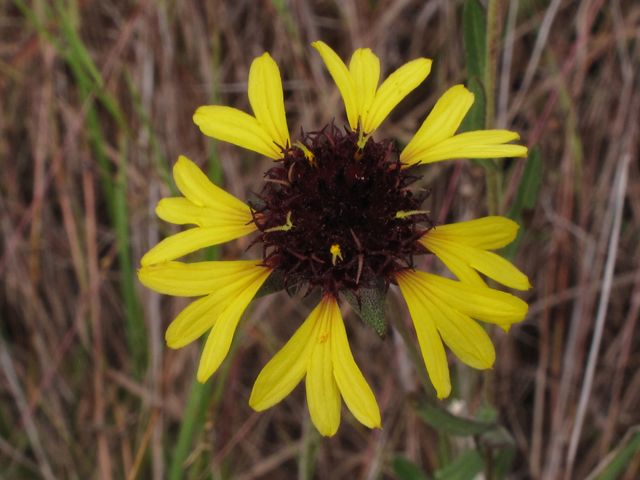 Gaillardia aestivalis (Lanceleaf blanketflower) #42536