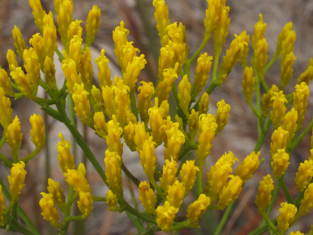 Bigelowia nuttallii (Nuttall's rayless goldenrod) #42537