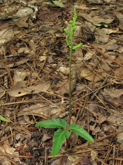 Botrychium biternatum (Sparselobe grapefern) #42542