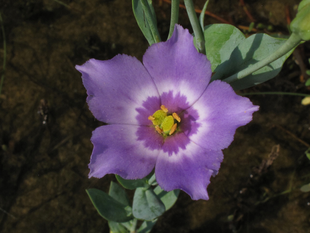 Eustoma exaltatum ssp. exaltatum (Catchfly prairie gentian) #42544