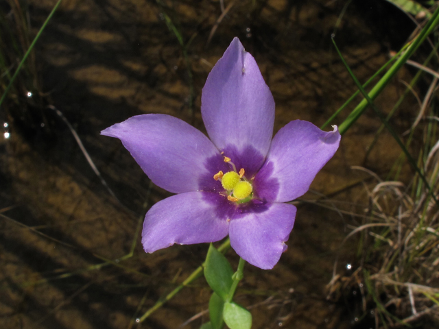 Eustoma exaltatum ssp. exaltatum (Catchfly prairie gentian) #42548