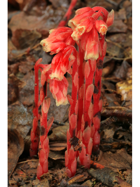 Monotropa hypopitys (Pinesap) #42549