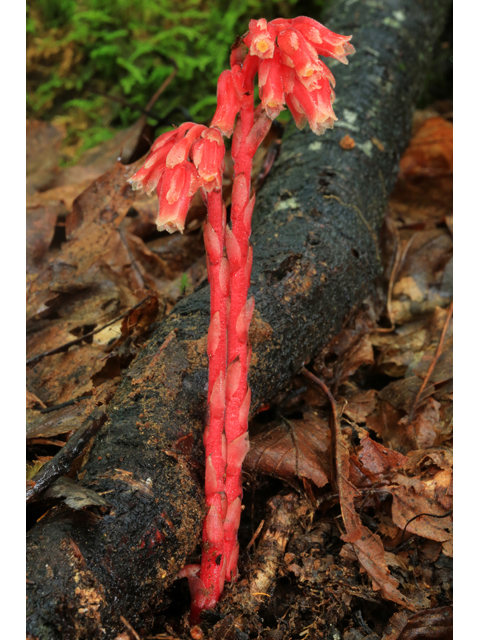 Monotropa hypopitys (Pinesap) #42550