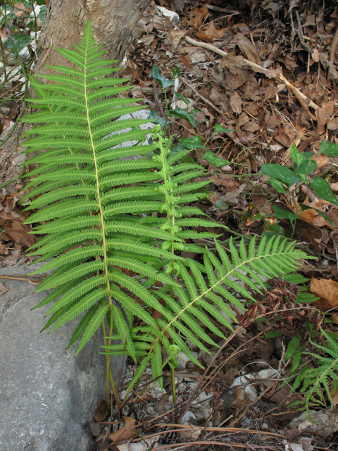 Thelypteris ovata var. lindheimeri (Lindheimer's marsh fern) #42553