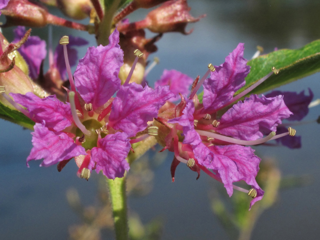 Decodon verticillatus (Swamp loosestrife) #42565