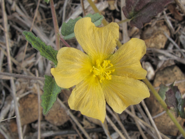 Sida lindheimeri (Lindheimer's sida) #42567