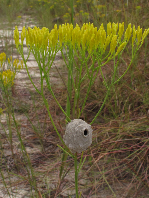 Bigelowia nuttallii (Nuttall's rayless goldenrod) #42590