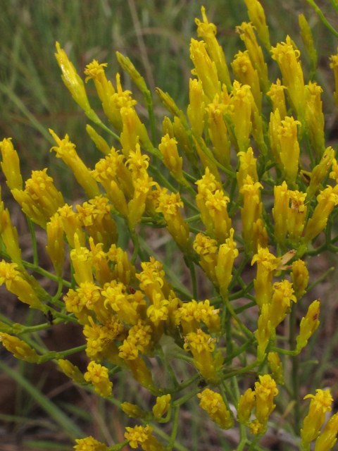 Bigelowia nuttallii (Nuttall's rayless goldenrod) #42591