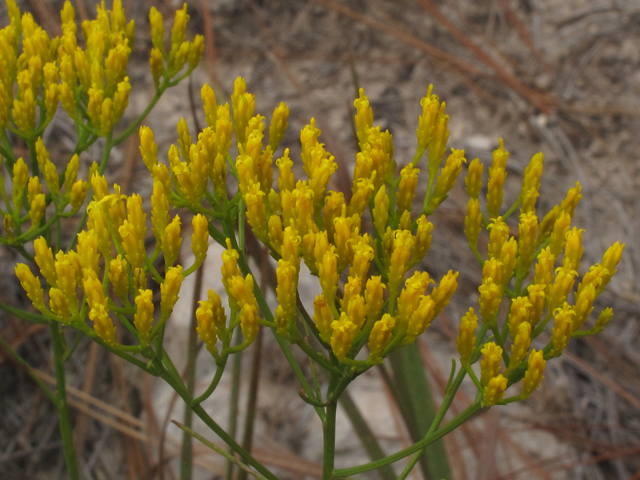 Bigelowia nuttallii (Nuttall's rayless goldenrod) #42594