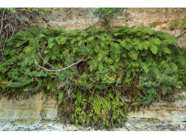 Thelypteris ovata var. lindheimeri (Lindheimer's marsh fern) #42605