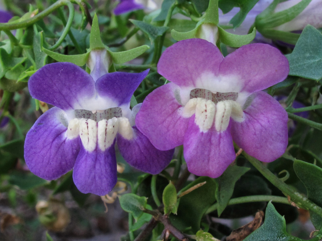 Maurandella antirrhiniflora (Snapdragon vine ) #42609