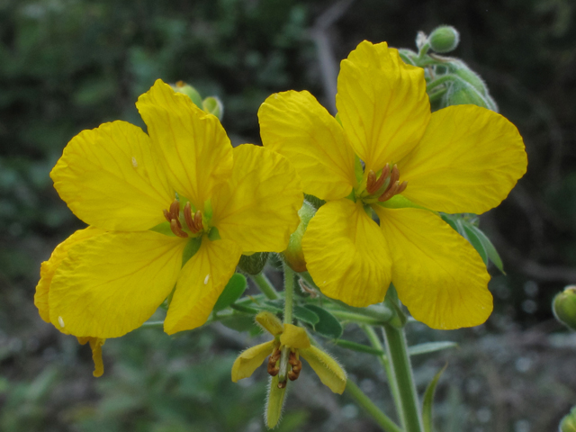 Senna lindheimeriana (Lindheimer's senna) #42614