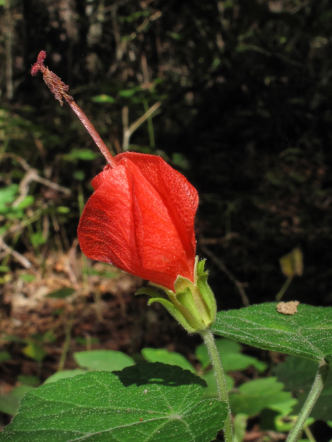 Malvaviscus arboreus var. drummondii (Turk's cap) #42617