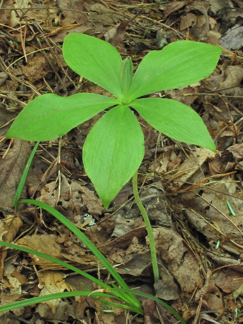 Isotria medeoloides (Small whorled pogonia) #42640