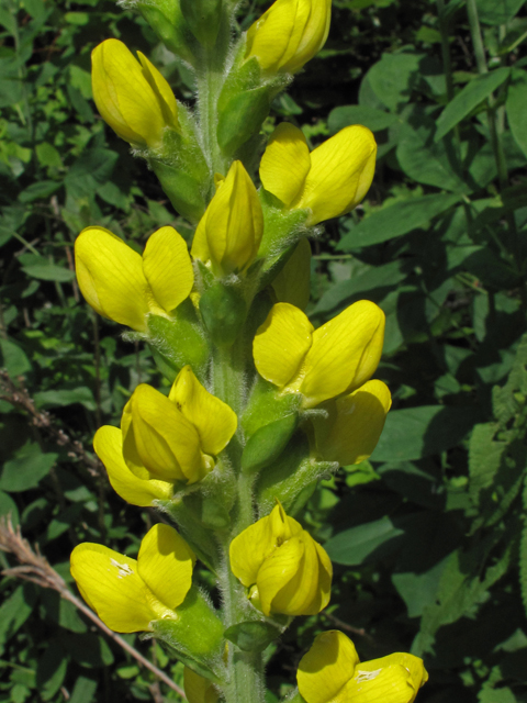 Thermopsis villosa (Carolina bushpea) #42643