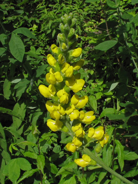 Thermopsis villosa (Carolina bushpea) #42644