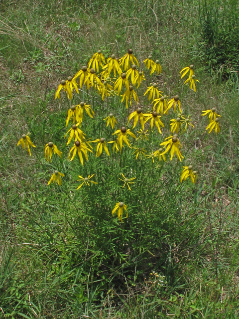 Ratibida pinnata (Grayhead coneflower) #42647