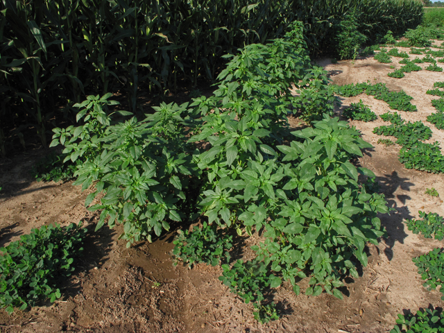 Amaranthus palmeri (Carelessweed) #42651