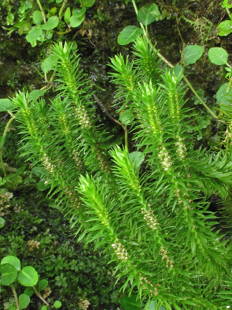 Huperzia porophila (Rock clubmoss) #42652