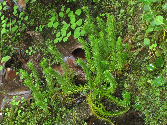 Huperzia porophila (Rock clubmoss) #42653