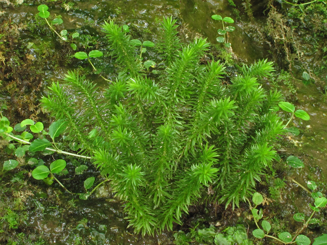 Huperzia porophila (Rock clubmoss) #42654