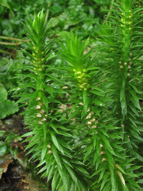 Huperzia porophila (Rock clubmoss) #42655