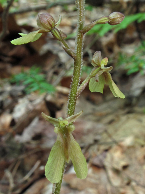 Listera smallii (Kidneyleaf twayblade) #42661