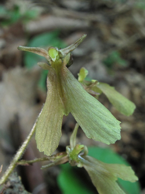 Listera smallii (Kidneyleaf twayblade) #42662