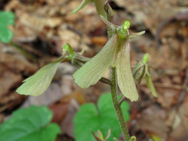 Listera smallii (Kidneyleaf twayblade) #42663