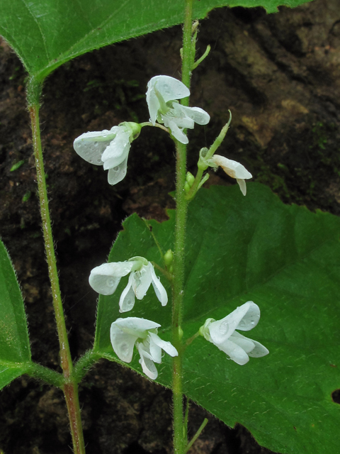 Desmodium glutinosum (Pointedleaf ticktrefoil) #42668