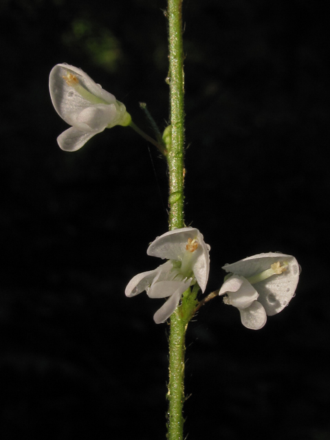 Desmodium glutinosum (Pointedleaf ticktrefoil) #42669