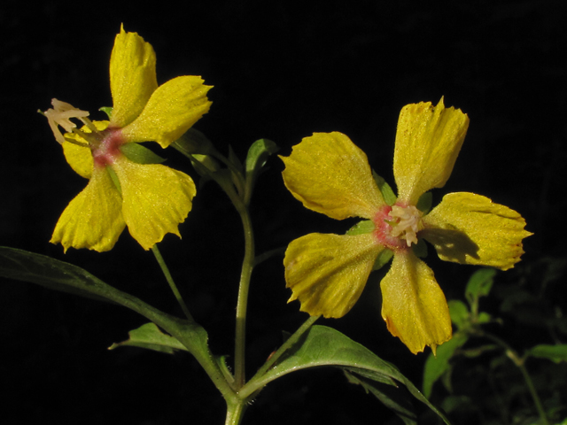 Lysimachia ciliata (Fringed loosestrife) #42670