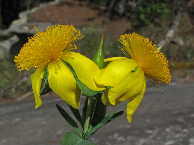 Hypericum frondosum (Cedarglade st. john's-wort) #42678