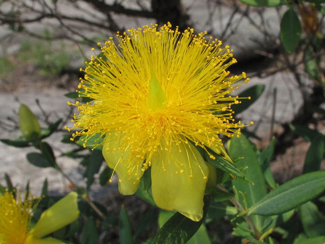 Hypericum frondosum (Cedarglade st. john's-wort) #42679