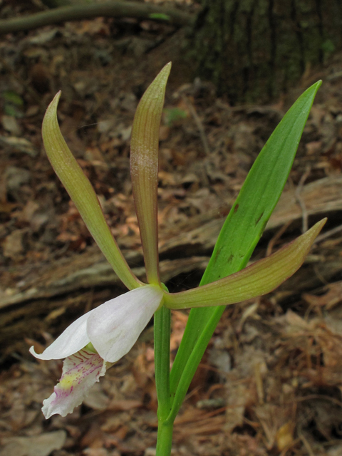 Cleistes bifaria (Small spreading pogonia) #42680