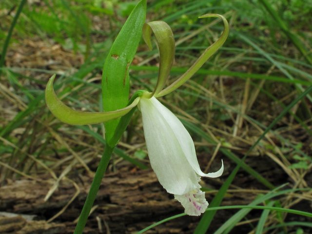 Cleistes bifaria (Small spreading pogonia) #42681