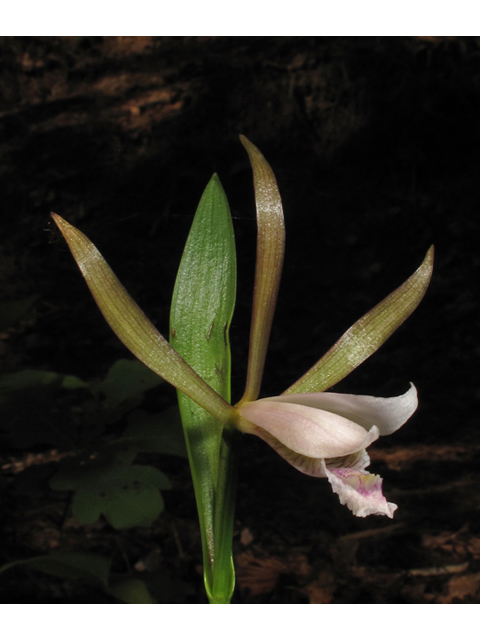 Cleistes bifaria (Small spreading pogonia) #42682