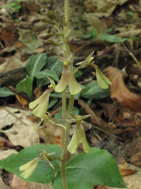 Listera smallii (Kidneyleaf twayblade) #42684