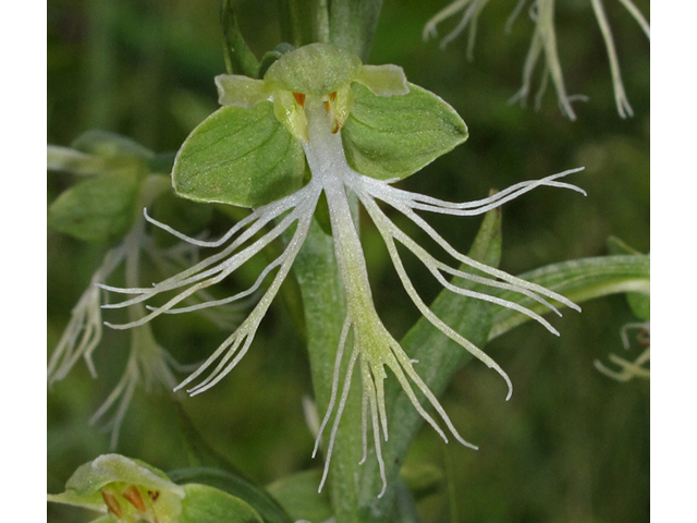 Platanthera lacera (Green fringed orchid) #42689