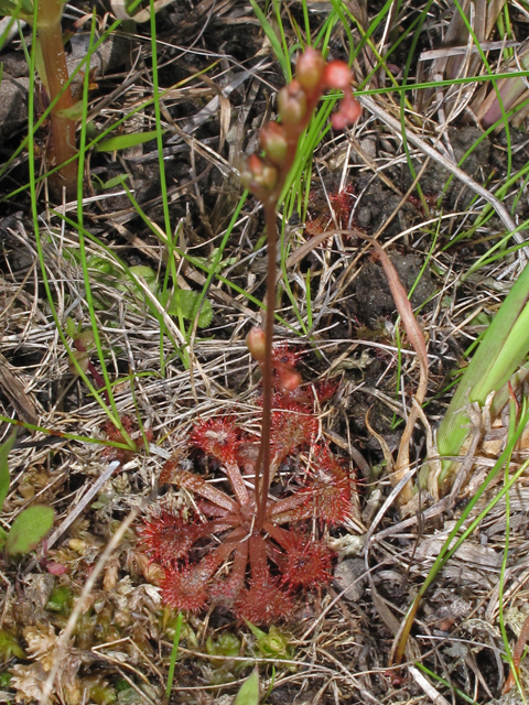 Drosera capillaris (Pink sundew) #42699