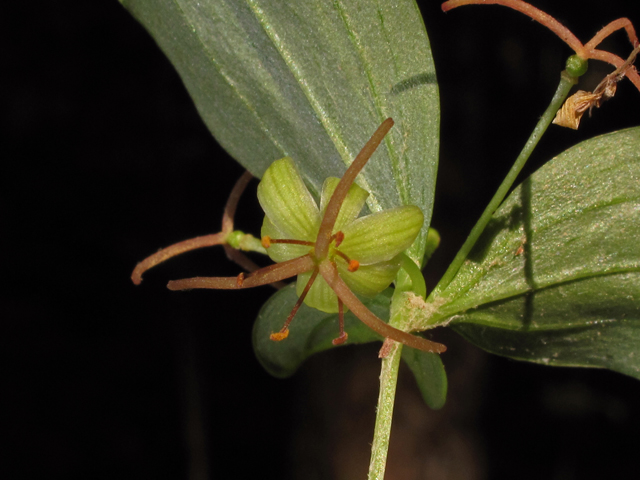 Medeola virginiana (Indian cucumber) #42705